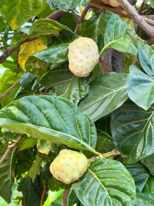 Noni is so beautiful