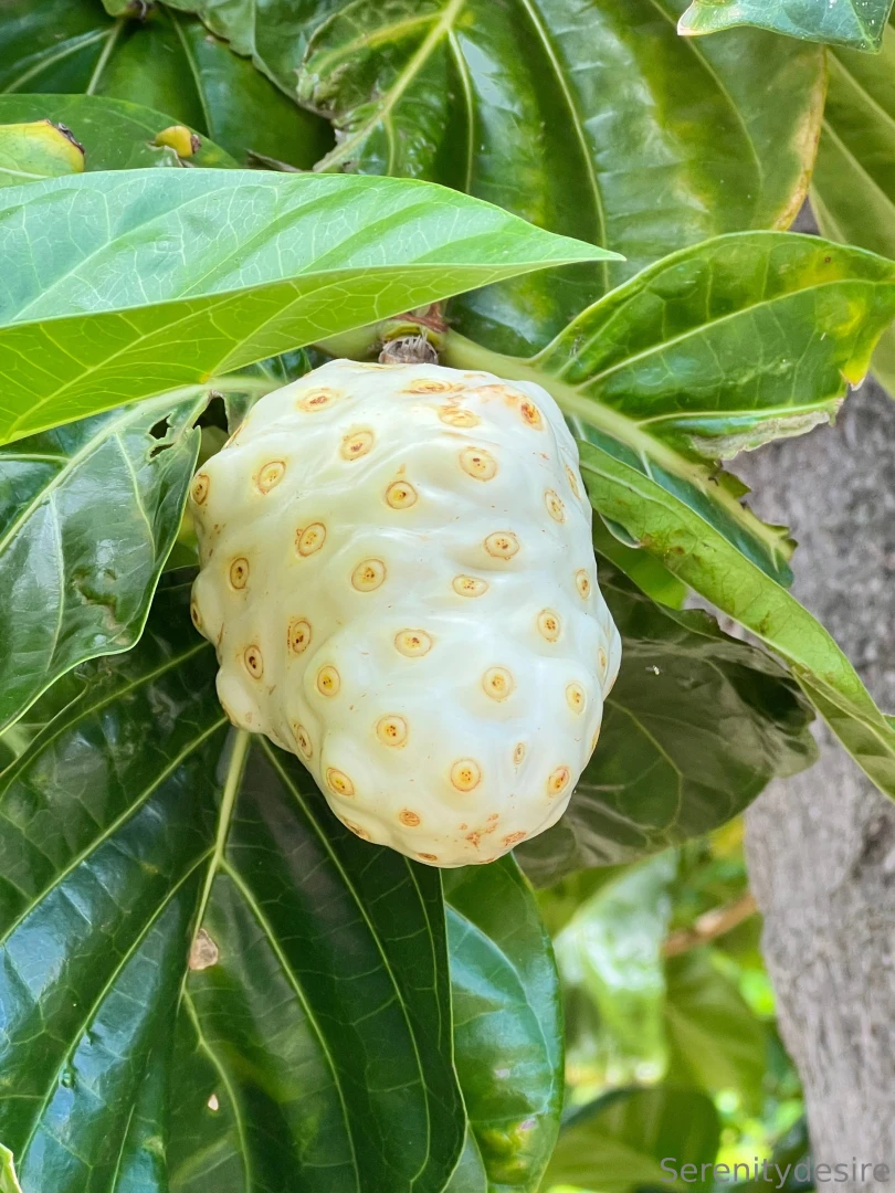 Noni is so beautiful part 1 