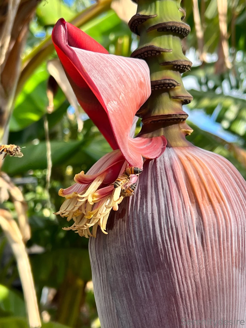 Take me back to o ahu part 2 