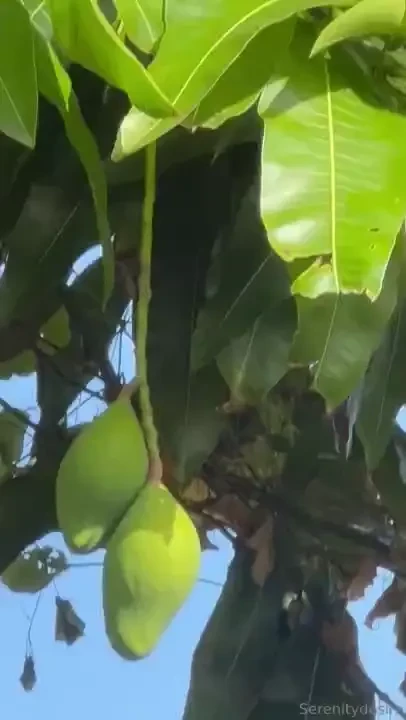 Take me back to o ahu 