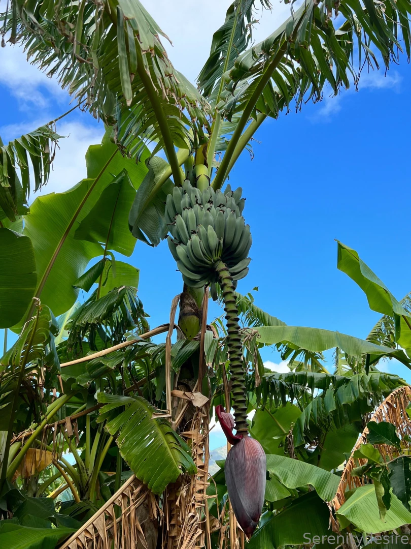 Take me back to o ahu part 4 