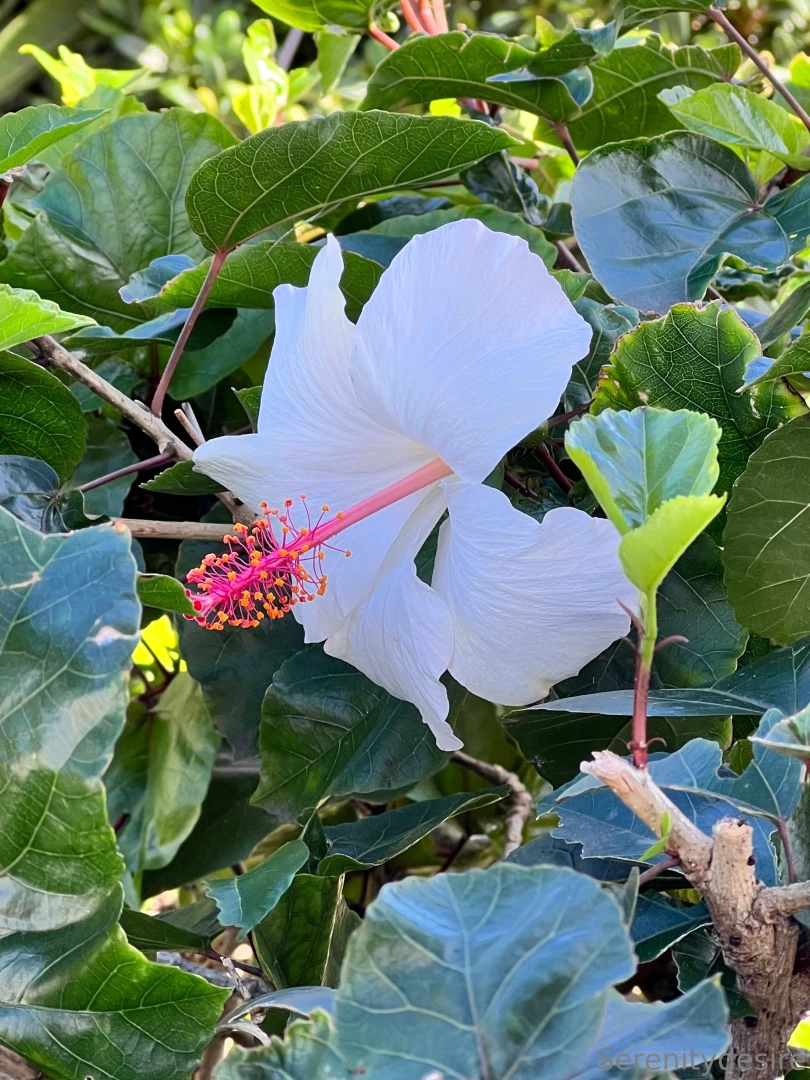 Take me back to o ahu part 5 