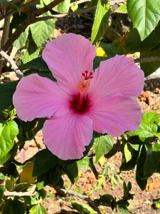 Take me back to o ahu part 3