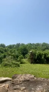 I am going to make me a nice garden after i trim these bushes when i