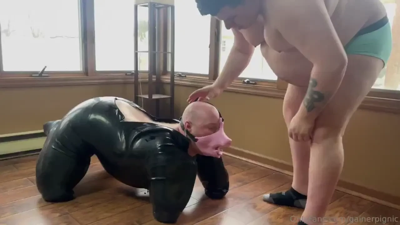 I love putting this fat pig in his suit greedyglut10 he s such a good 