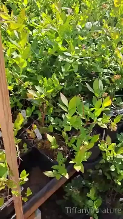 I did buy a peach pepper plant and a lavender plant the blueberries 