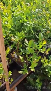 I did buy a peach pepper plant and a lavender plant the blueberries