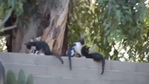 Kit cats i cant help but feed everything i can these are backyard