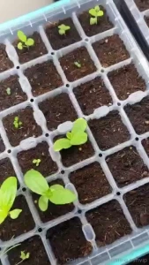 My first set of herbs i didn t get 100 germination but good enough for part 1