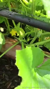 What a beautiful day just watering everything around the yard before part 1
