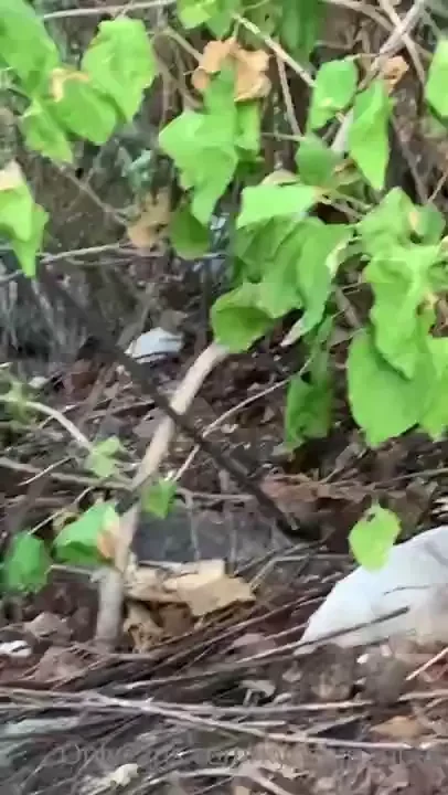 I was filming a lil elf slut video ass up leaning over my toadstool 