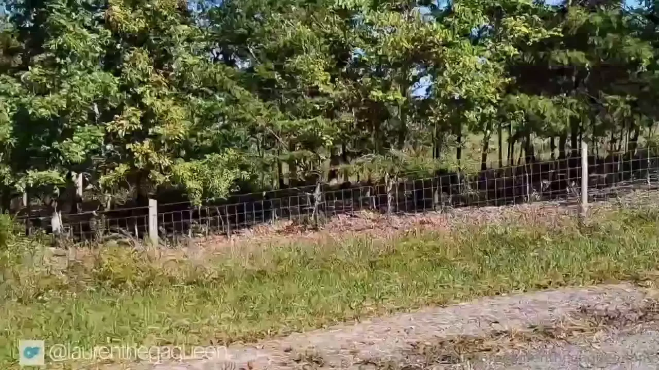 Title halloween night length 19 23 description halloween night 2024 