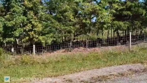 Title halloween night length 19 23 description halloween night 2024