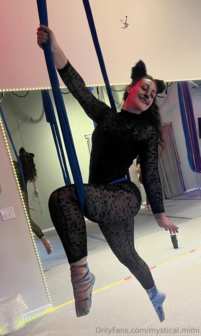 Cats love being high up didn t you know 