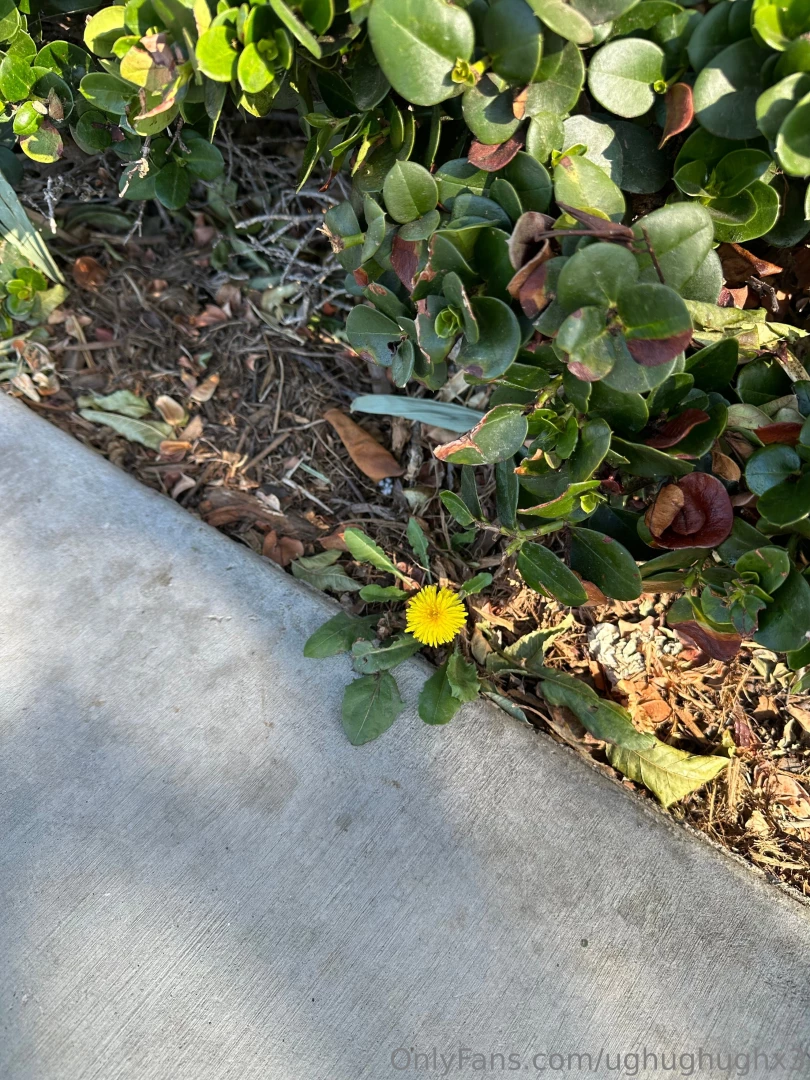 Every day i walk my dog and he pees here today there was a flower 