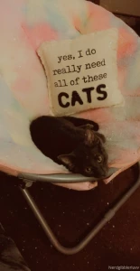 More kitty pics part 1