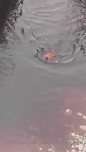 Out of the blue i have gotten a few followers mange i should start