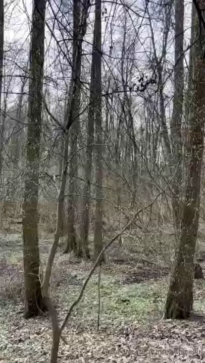 One enters the forest and the world becomes clear and simple as if all 