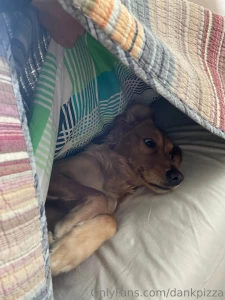 Guys i made the bed over my dog you can kinda tell in the background