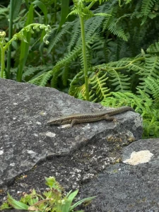 Photo dump madeira day 3 miko 3 part 3