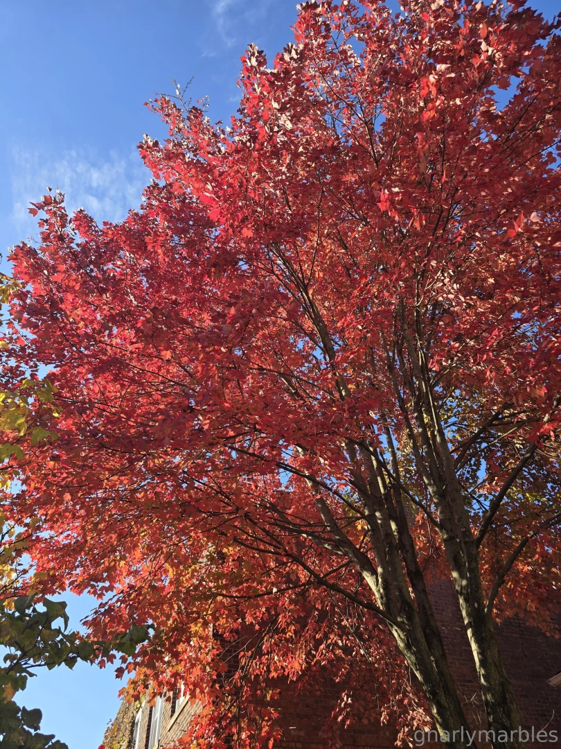 Gnarlymarbles part 3 