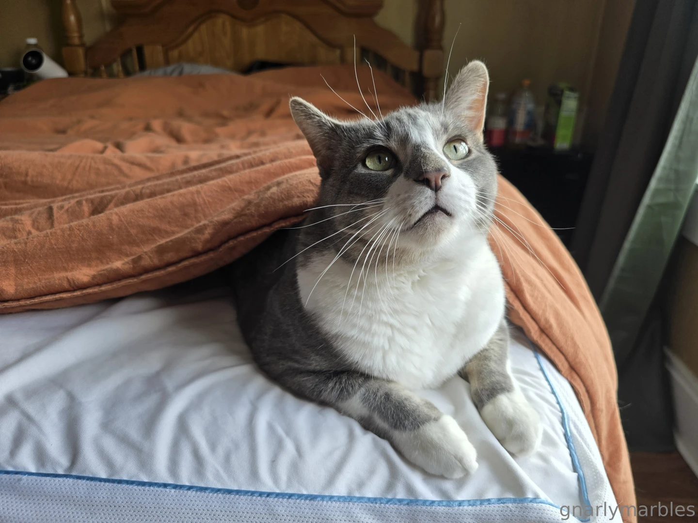 Goodmorning thinking about a pakunoda cosplay part 1 