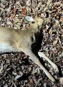 Shot a doe this evening and saw so many deer could have shot two more