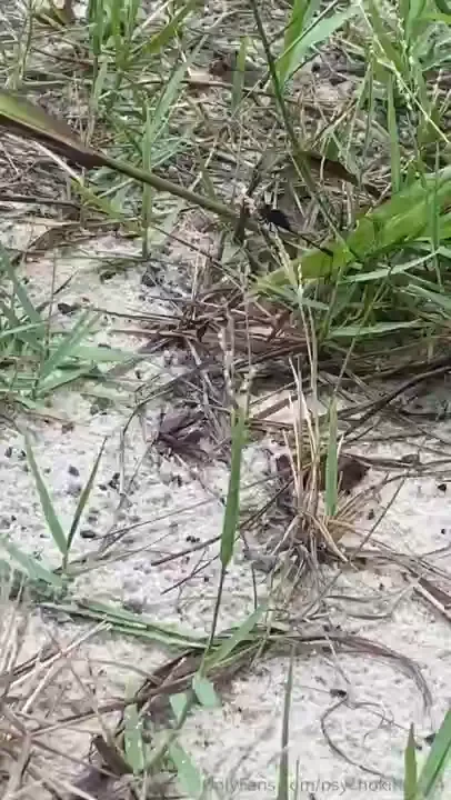 Dragonflies a plenty 