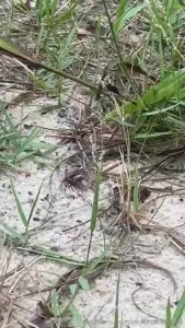 Dragonflies a plenty