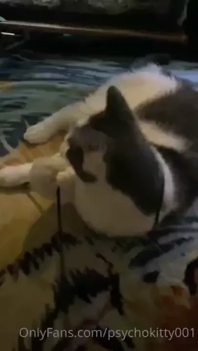 Petssss doin pet things 