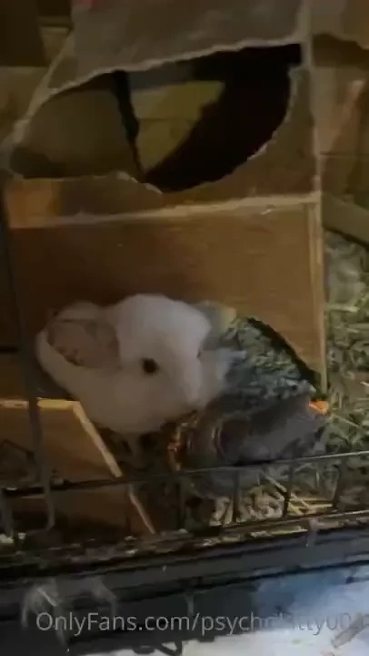Even the pets got in on it 