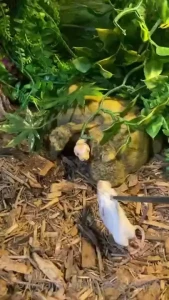 Some real cool feedingstuff part 4
