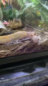Some real cool feedingstuff part 5