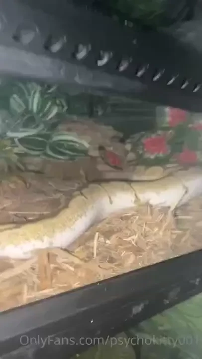 New snakeeee 