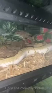 New snakeeee