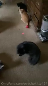 All the kittehs doin kitteh things