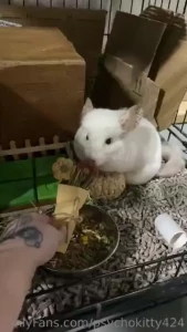 Valntines chinchilla some girls have it all lol