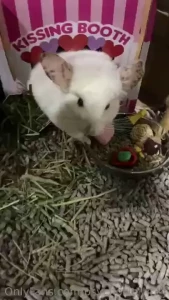Valntines chinchilla some girls have it all lol part 1