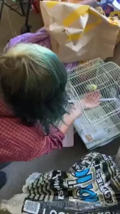 Boxes soft side our new rescued parakeet mix tape