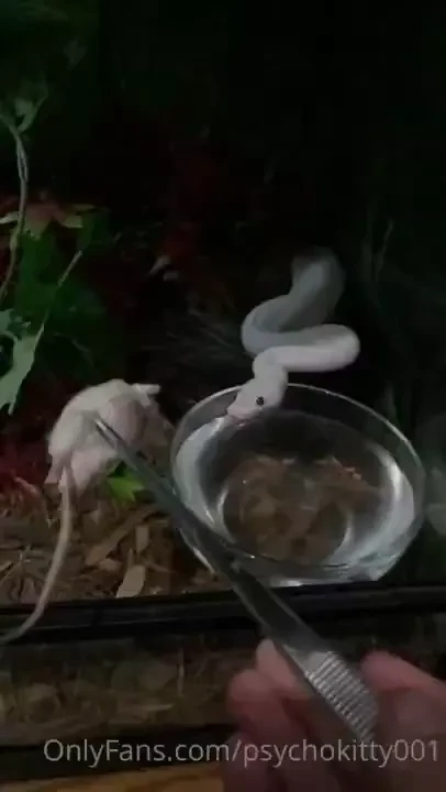 I am the jungle gym lol snek-cercise 
