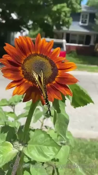 I may have a plant problem now 