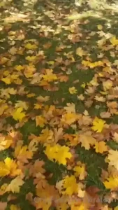 My autumn