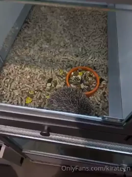 I will be grateful if you help me with the purchase of a new pet i 