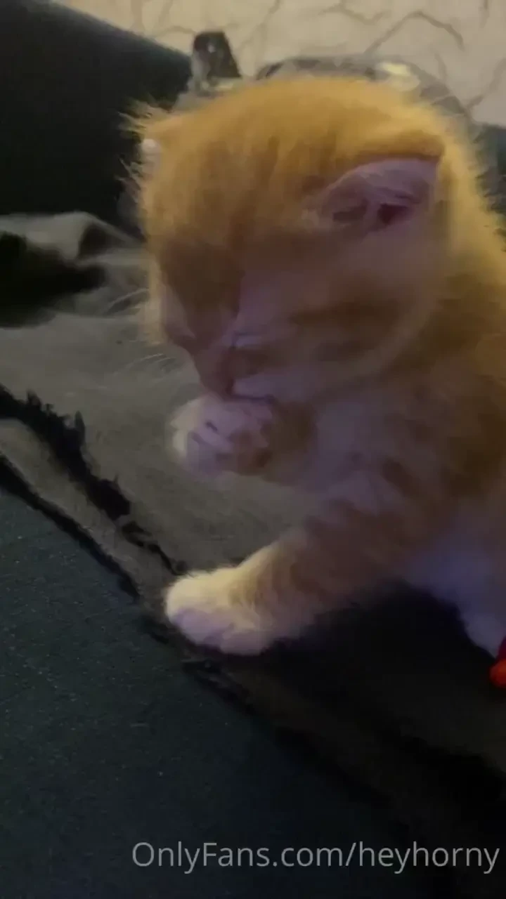 Meow such a cute kitten 