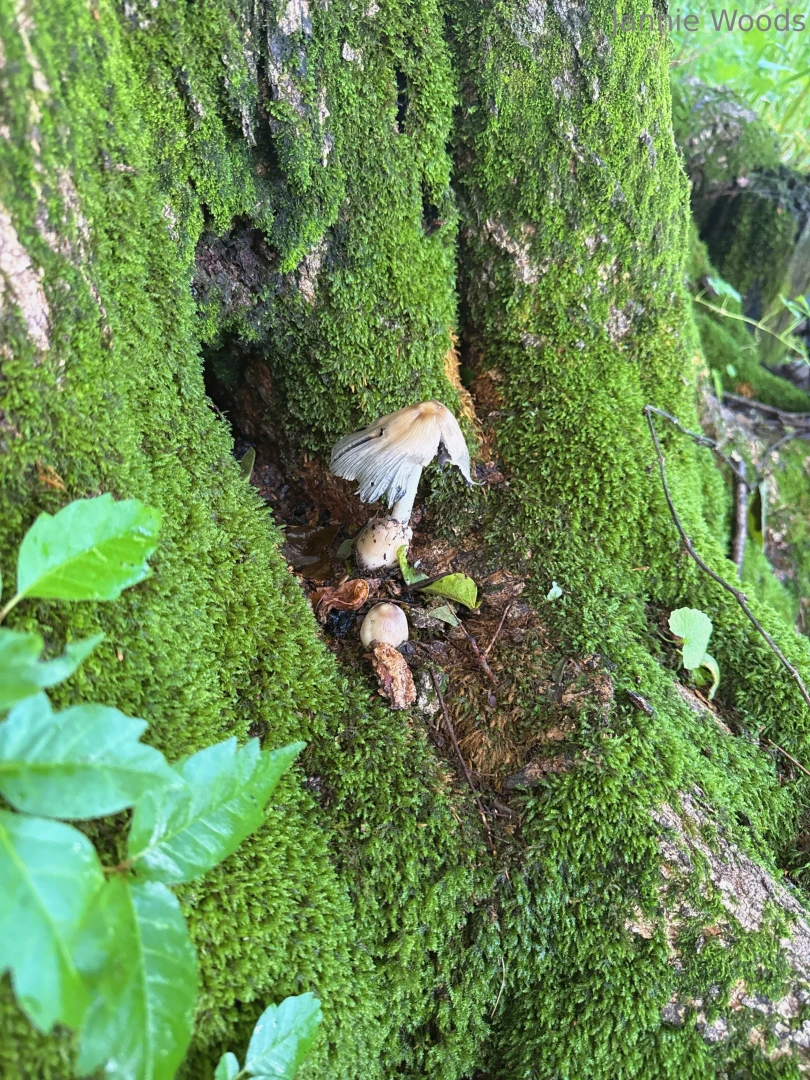 Let me see your mushroom ikykwim 