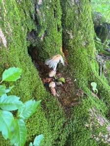 Let me see your mushroom ikykwim