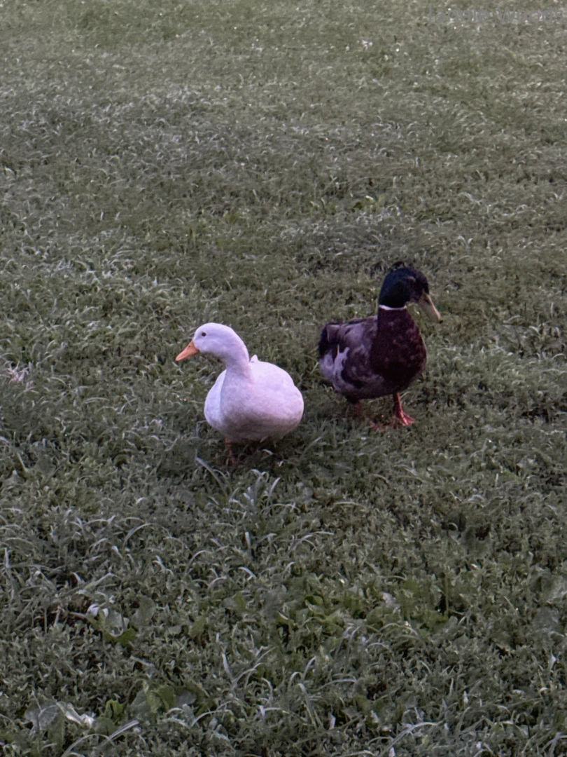 Yes im addicted to ducks amp dicks 