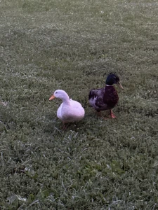 Yes im addicted to ducks amp dicks