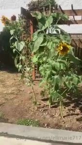 My garden makes me happy so i wanted to share i ll do a 4 post porny
