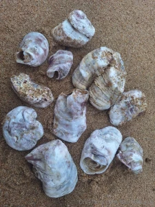 Because south africa part 2